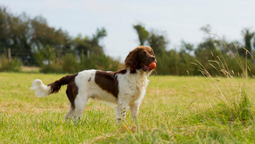 English spanish hot sale spaniel